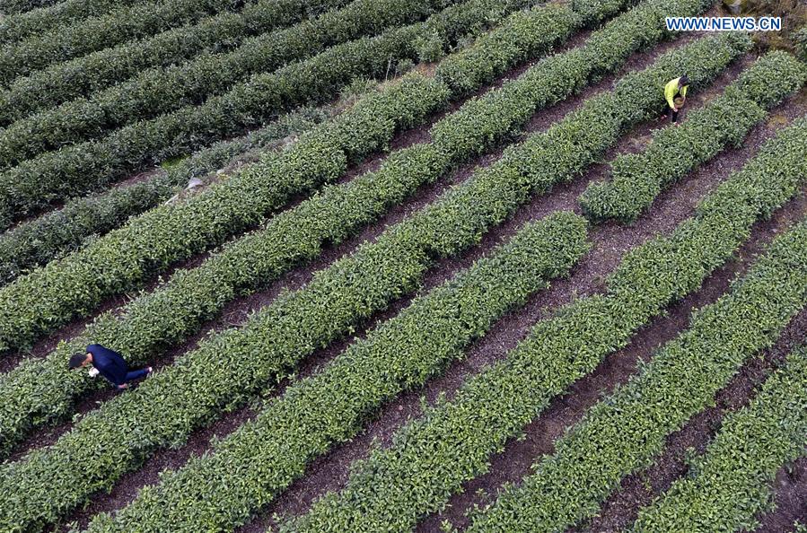 #CHINA-GANSU-TEA HARVEST (CN)