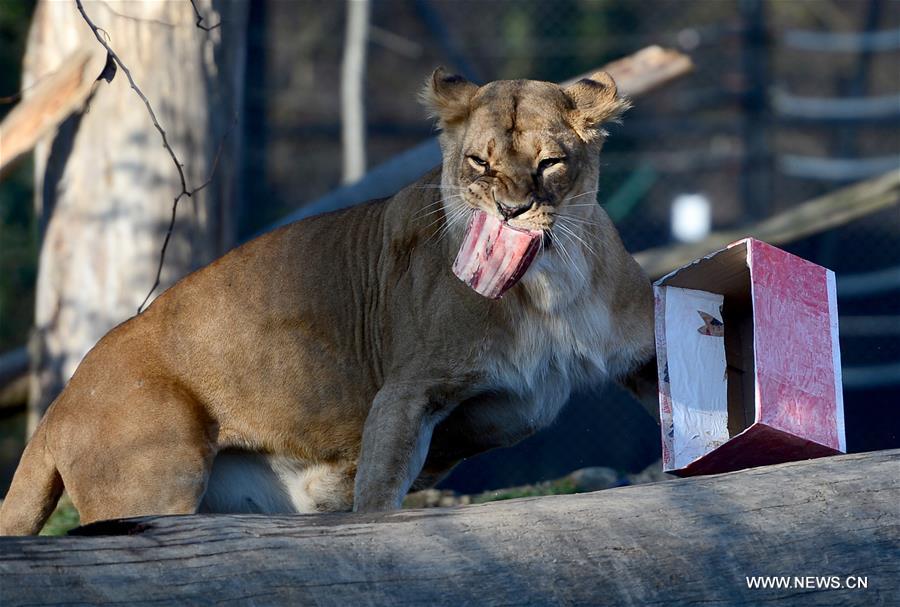 CROATIA-ZAGREB-ZOO-CHRISTMAS FOOD