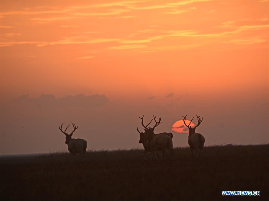 #CHINA-NATURE-ANIMAL (CN)