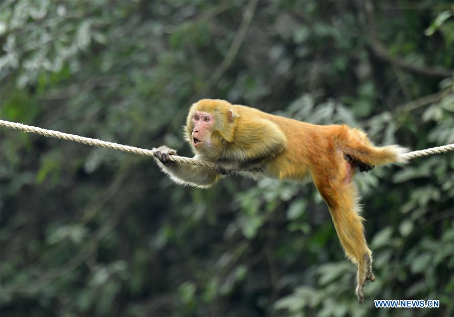 #CHINA-HUBEI-WILD MACAQUE (CN)