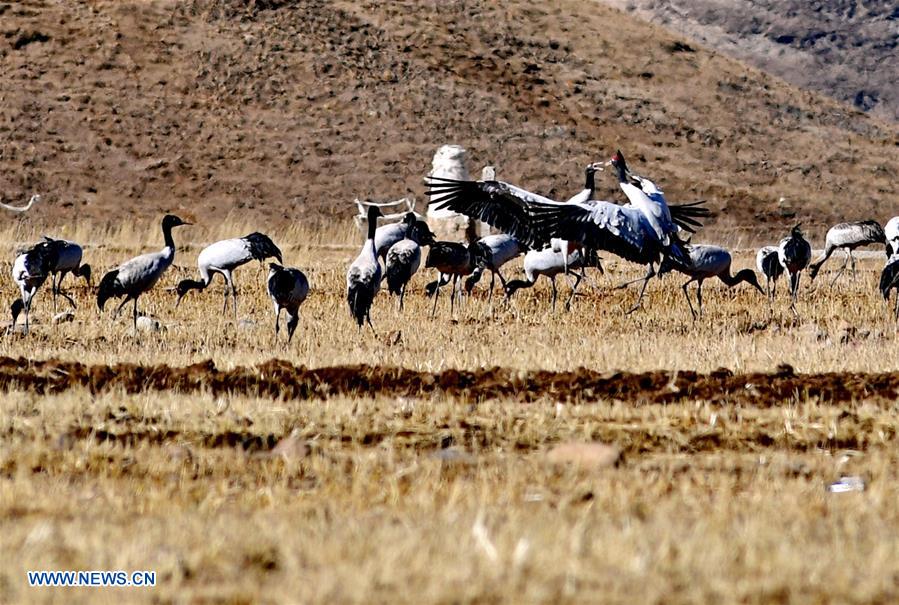 CHINA-TIBET-BLACK-NECKED CRANE-WINTER HABITAT (CN)