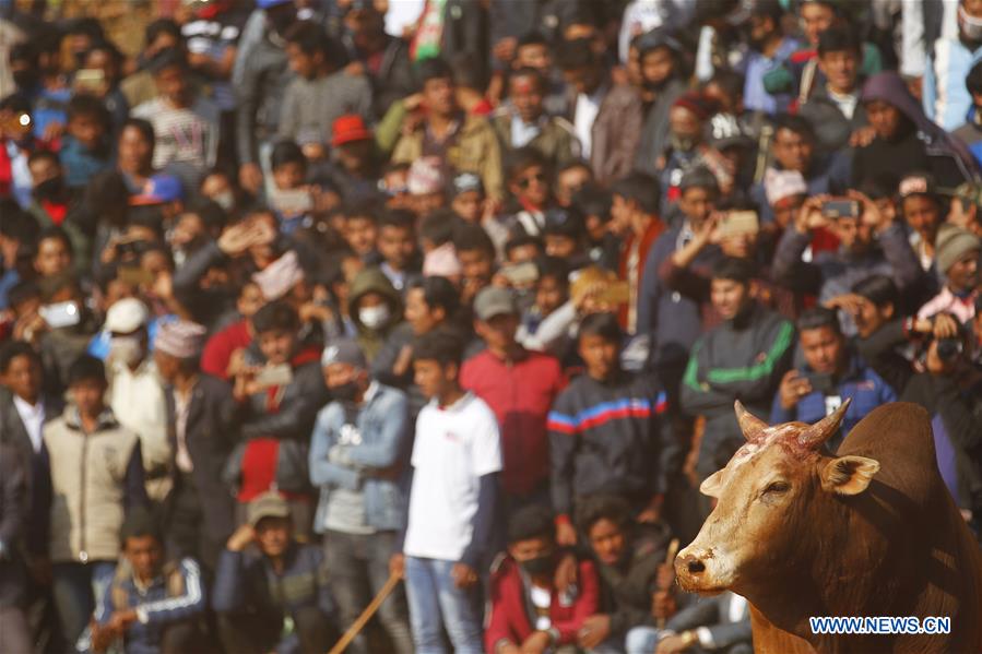 NEPAL-NUWAKOT-MAGHESAKRANTI FESTIVAL-BULL FIGHT