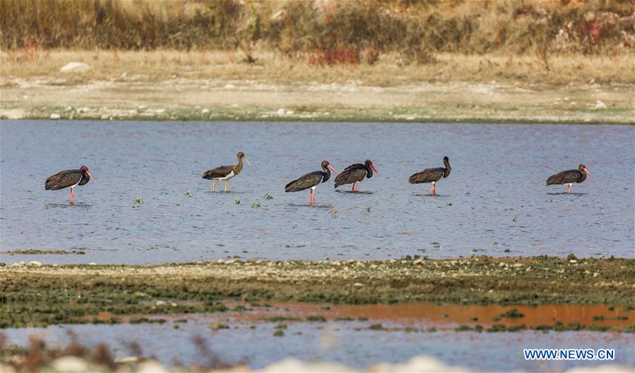 #CHINA-BEIJING-MIYUN RESERVOIR-BLACK STORKS (CN*)