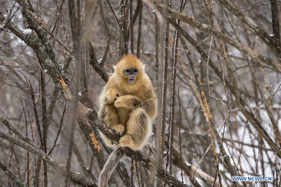 CHINA-HUBEI-SHENNONGJIA-GOLDEN MONKEY (CN)