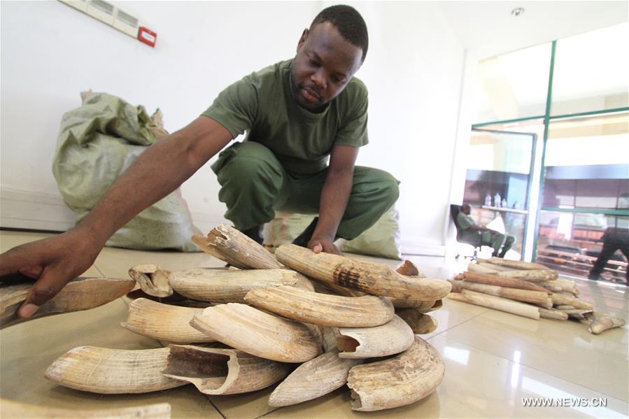 TANZANIA-DAR ES SALAAM-HIPPO TEETH-AUCTION