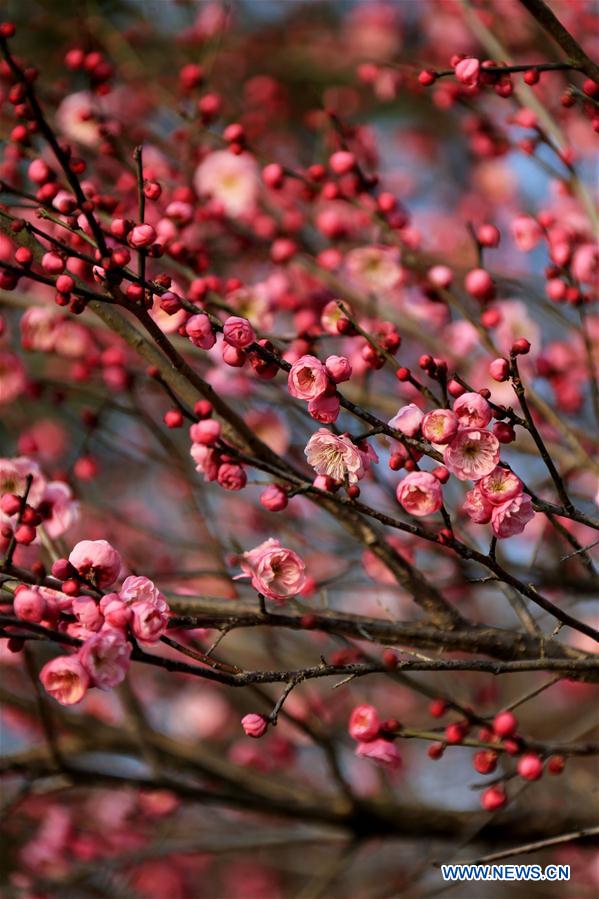 #CHINA-SPRING-PLUM BLOSSOM (CN) 