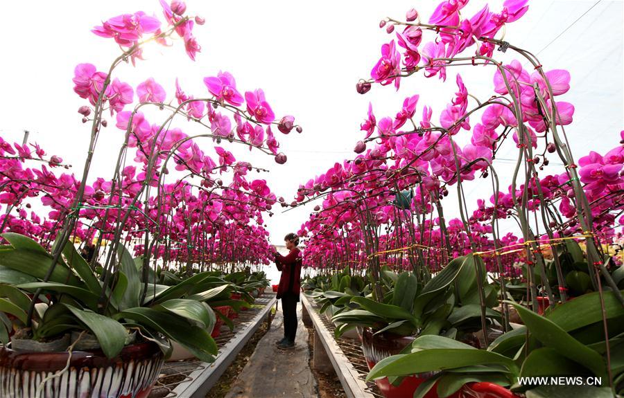 #CHINA-BEGINNING OF SPRING-FLOWER(CN) 