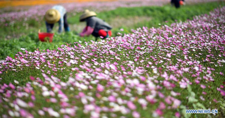 CHINA-HAINAN-FLOWER (CN)