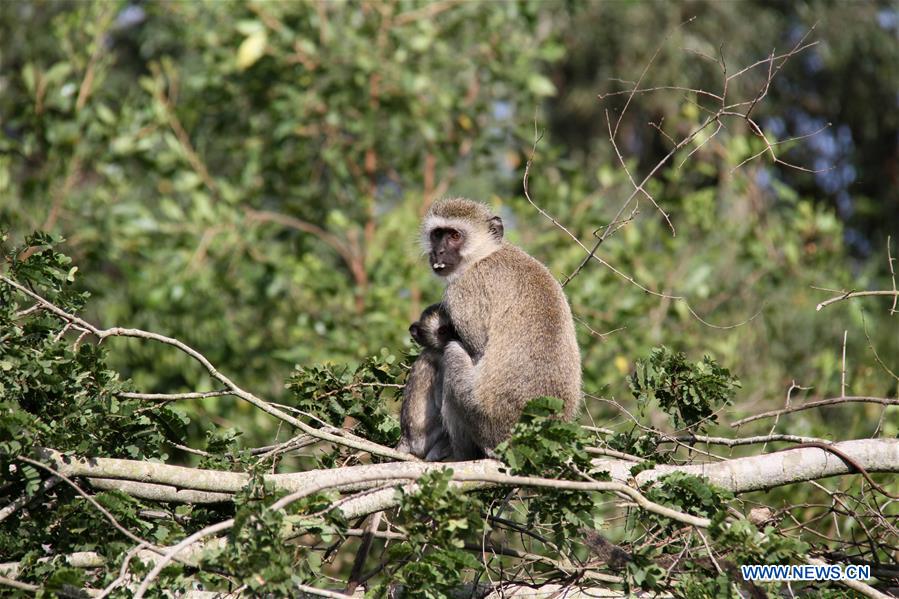 RWANDA-AKAGERA NATIONAL PARK-CUBS