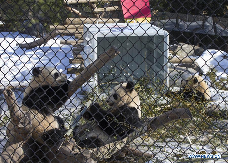 CANADA-TORONTO-GIANT PANDA-CHINESE NEW YEAR