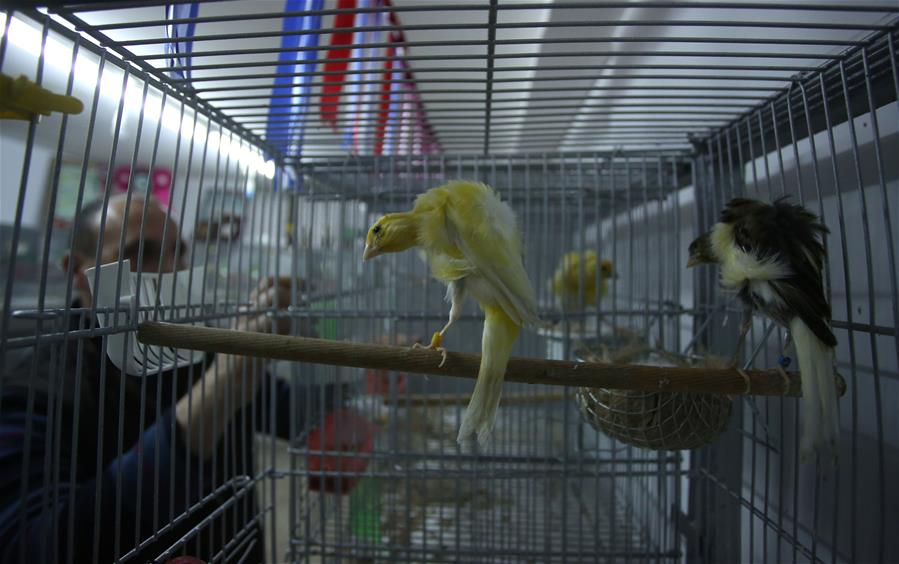 MIDEAST-NABLUS-CANARY BIRDS-BREEDER