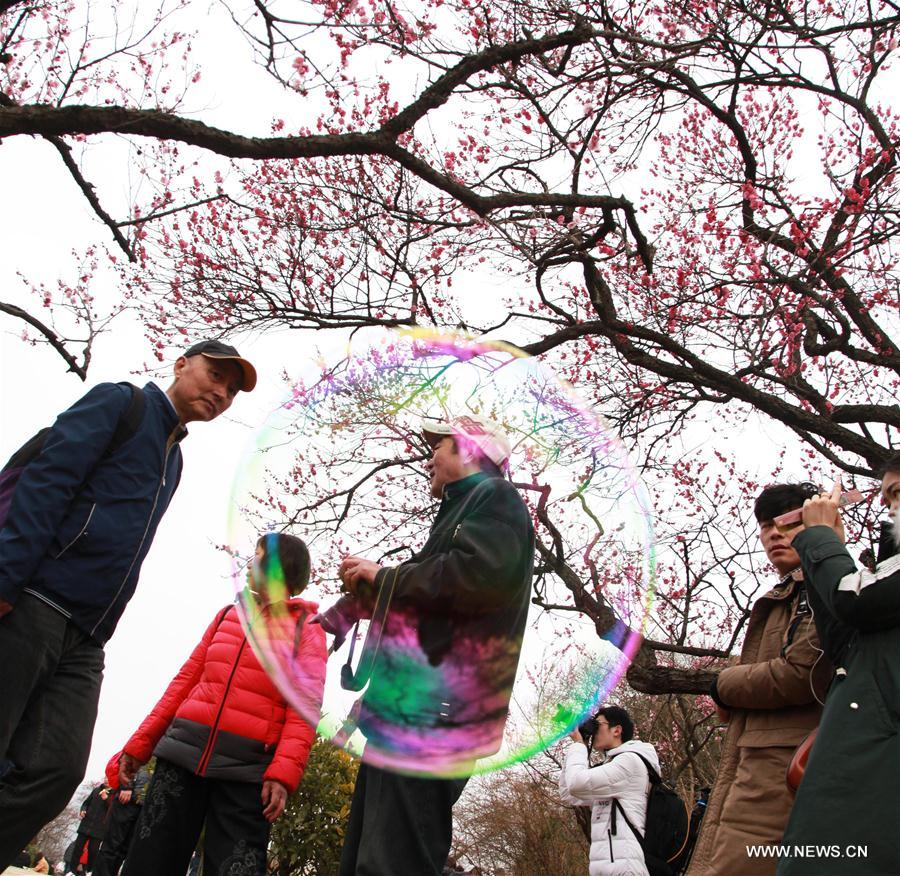 #CHINA-NANJING-MOUNTAIN-PLUM BLOSSOM