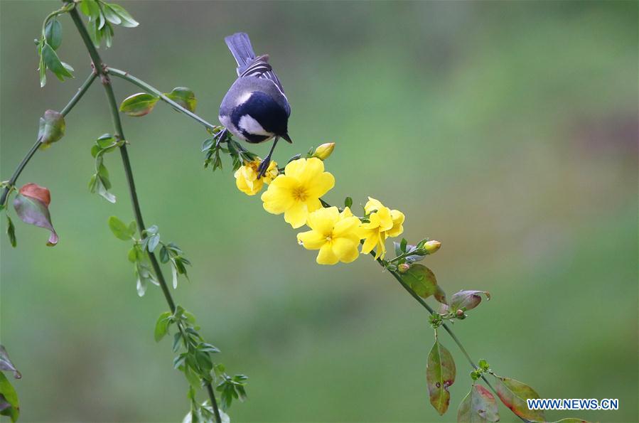 #CHINA-SPRING-SCENERY (CN)