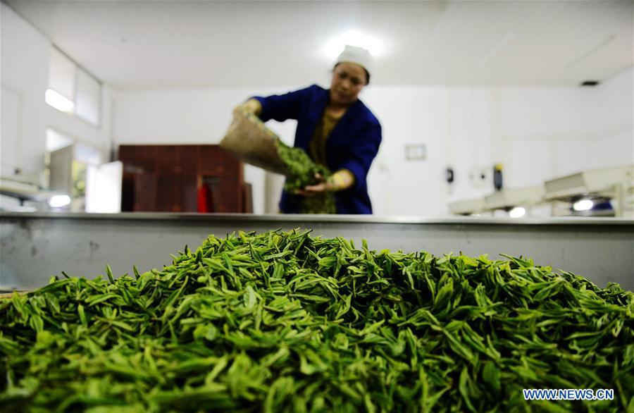 #CHINA-GUIZHOU-TEA PROCESSING (CN)