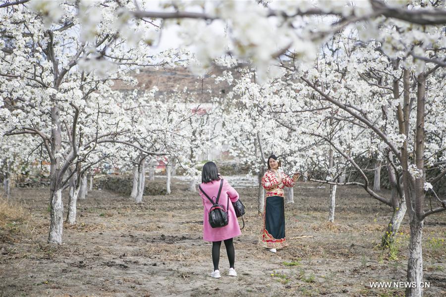 CHINA-SICHUAN-PEAR BLOSSOMS (CN)