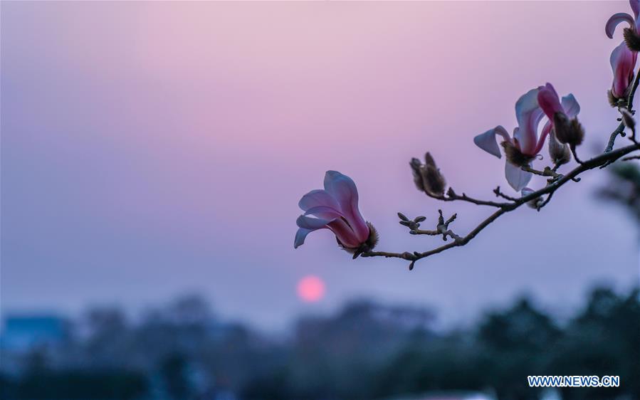 CHINA-BEIJING-SPRING-MAGNOLIA (CN)