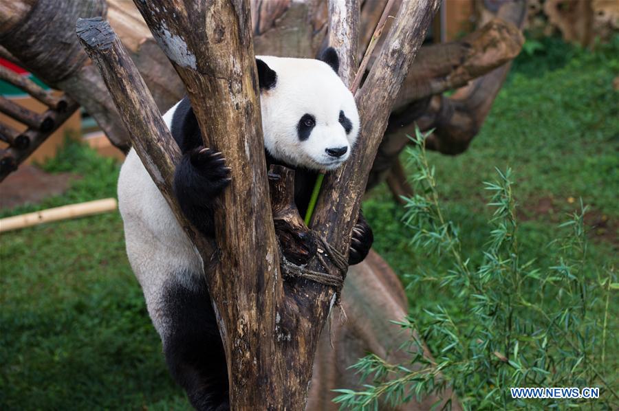 INDONESIA-BOGOR-GIANT PANDA