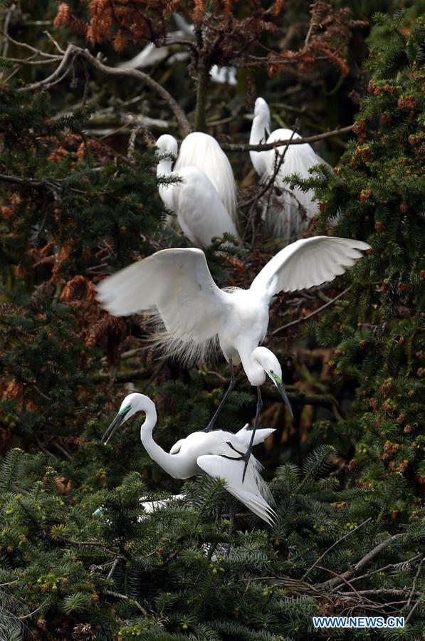 CHINA-JIANGXI-EGRETS (CN)