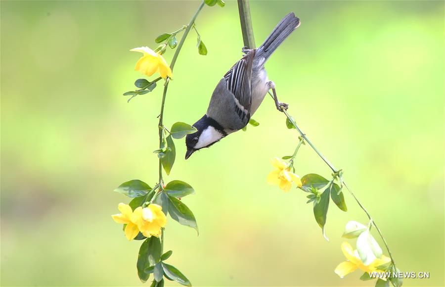 #CHINA-SPRING-SCENERY(CN)