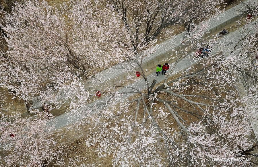 CHINA-GANSU-DUNHUANG-APRICOT BLOSSOM (CN)