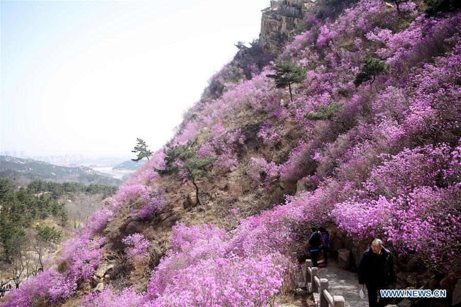 #CHINA-QINGDAO-AZALEA FLOWERS (CN)