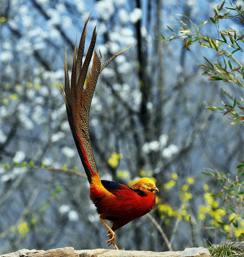 CHINA-SPRING-BIRDS (CN)