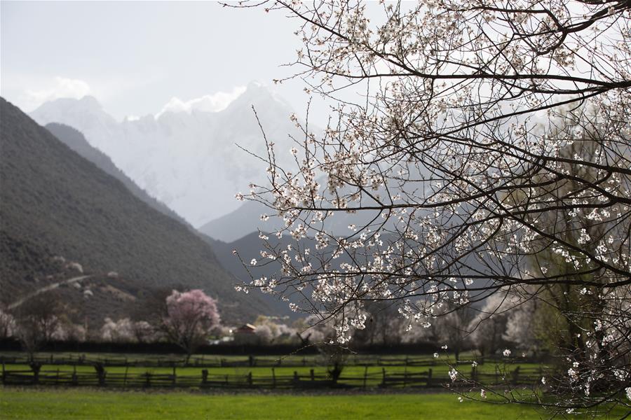 CHINA-TIBET-BOMI-PEACH BLOSSOM (CN)