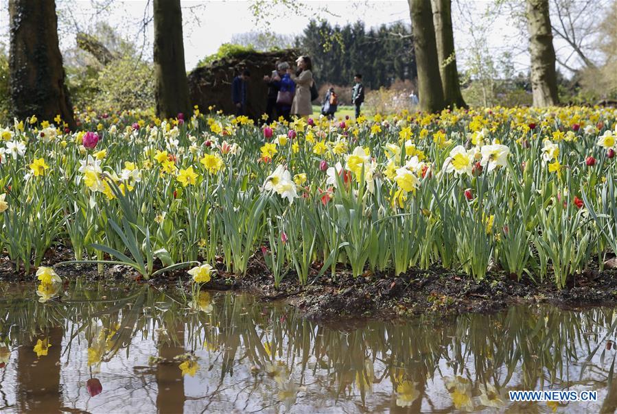 BELGIUM-BRUSSELS-SPRING-FLOWER-DALIYLIFE