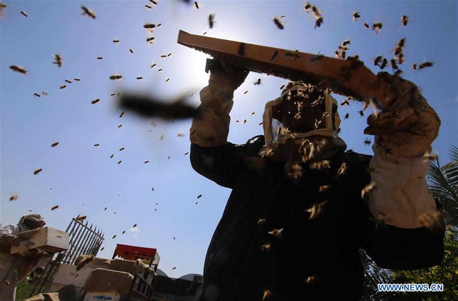 MIDEAST-GAZA-HONEY-COLLECTING