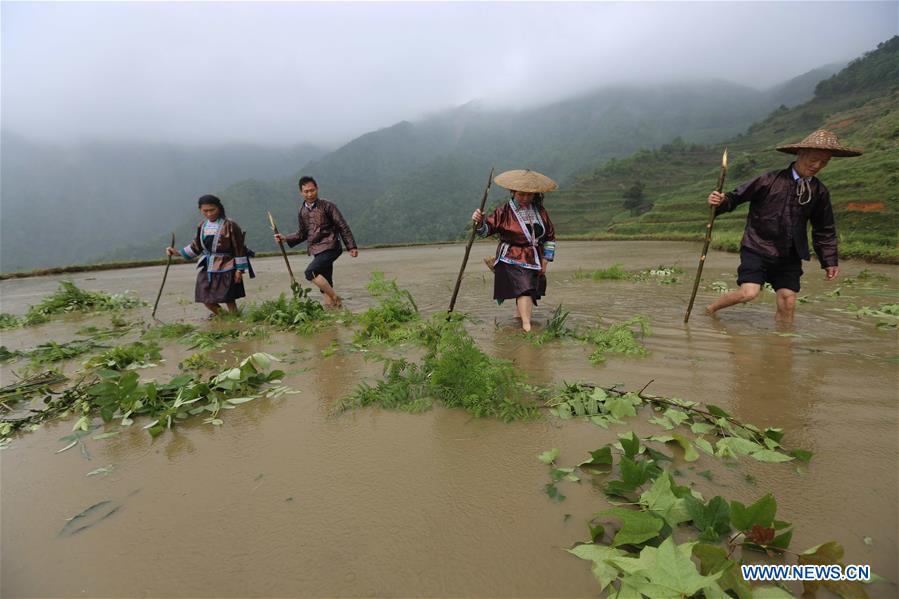 CHINA-GUANGXI-AGRICULTURE-FARM WORK (CN)