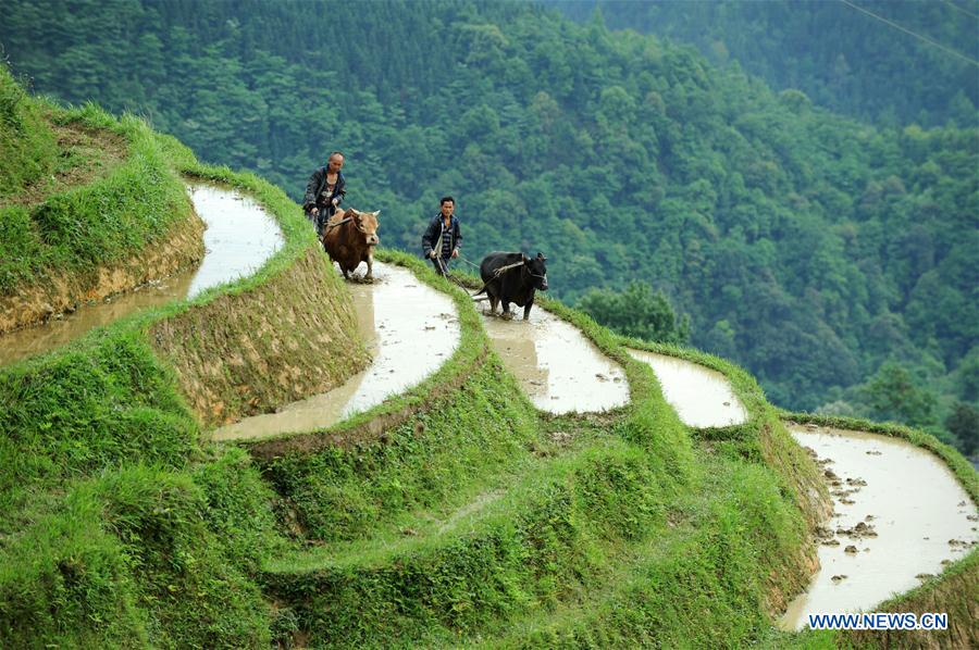 CHINA-GUIZHOU-RONGJIANG-TERRACE SCENERY (CN)