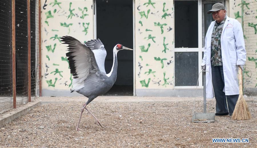 CHINA-JILIN-CRANE-MIGRATION (CN)