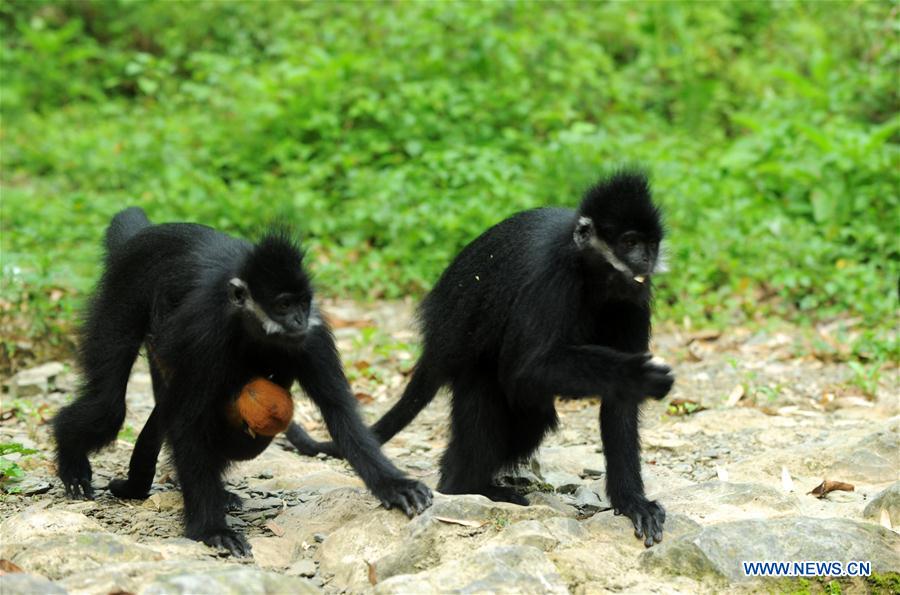 #CHINA-GUIZHOU-FRANCOIS'S LANGUR (CN*) 