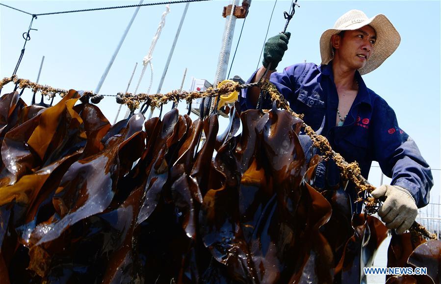 CHINA-FUJIAN-XIAPU-KELP-HARVEST (CN)