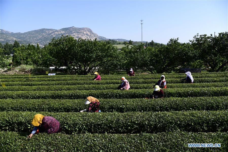 CHINA-SHANDONG-TEA PLANTATION (CN)