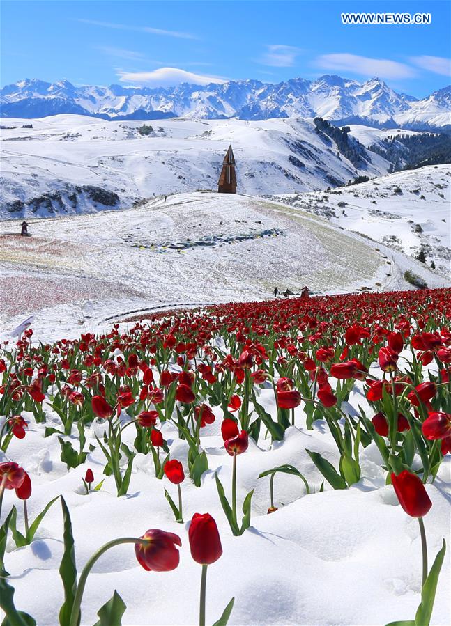 CHINA-XINJIANG-JIANGBULAKE SCENIC SPOT-TULIPS(CN)