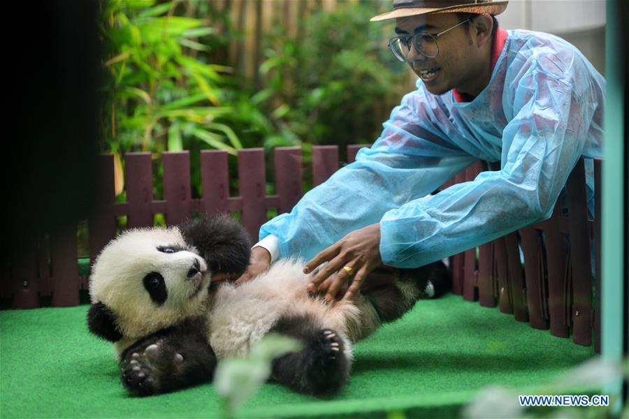 MALAYSIA-KUALA LUMPUR-CHINA-GIANT PANDA CUB-DEBUT