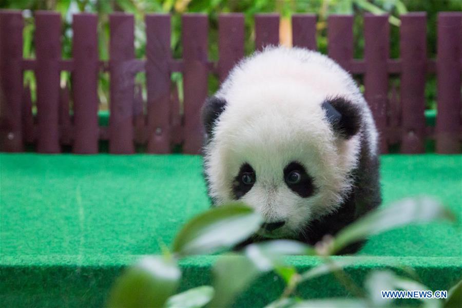 MALAYSIA-KUALA LUMPUR-CHINA-GIANT PANDA CUB-DEBUT