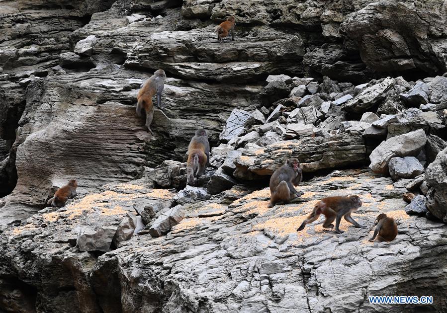 CHINA-CHONGQING-WUSHAN-SMALL THREE GORGES-WILD LIFE (CN)