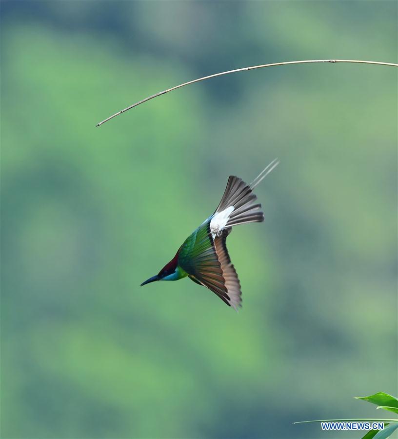 CHINA-FUJIAN-ENVIRONMENT-WILD BIRD (CN)