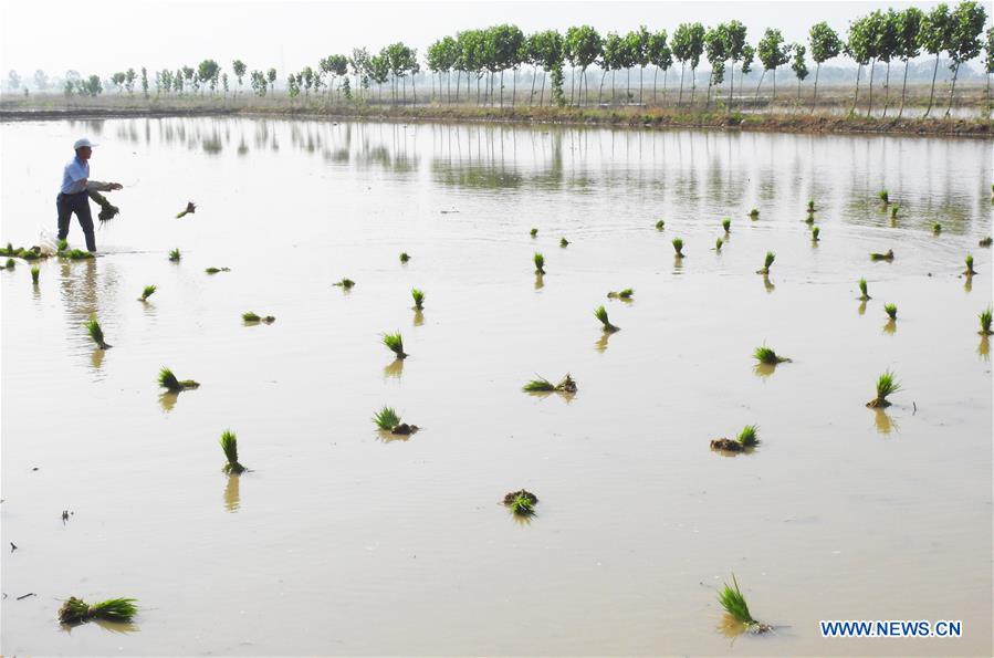 #CHINA-LIANYUNGANG-SALINE SOIL RICE-TRANSPLANTING(CN)