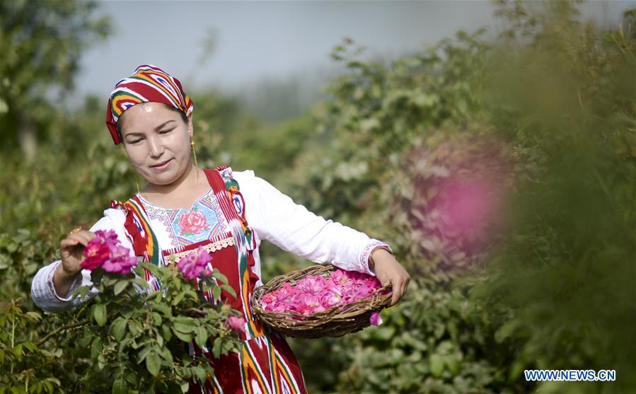 CHINA-XINJIANG-HOTAN-ROSE INDUSTRY (CN)