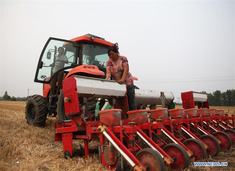 #CHINA-SHANDONG-ZIBO-WHEAT HARVEST (CN) 