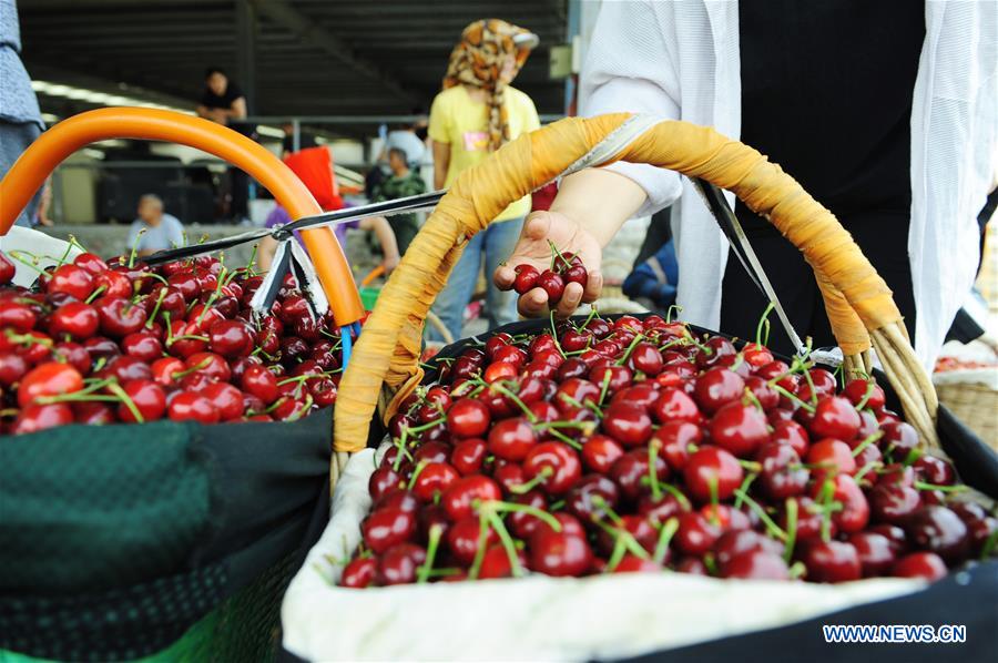 CHINA-SHANDONG-YANTAI-CHERRY PLANTING (CN)