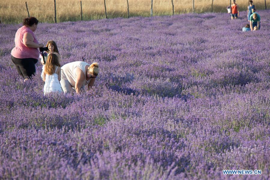 HUNGARY-PILISBOROSJENO-LAVENDER-HARVEST