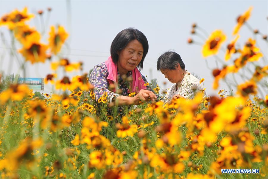 CHINA-HEBEI-HANDAN-CHRYSANTHEMUM (CN)