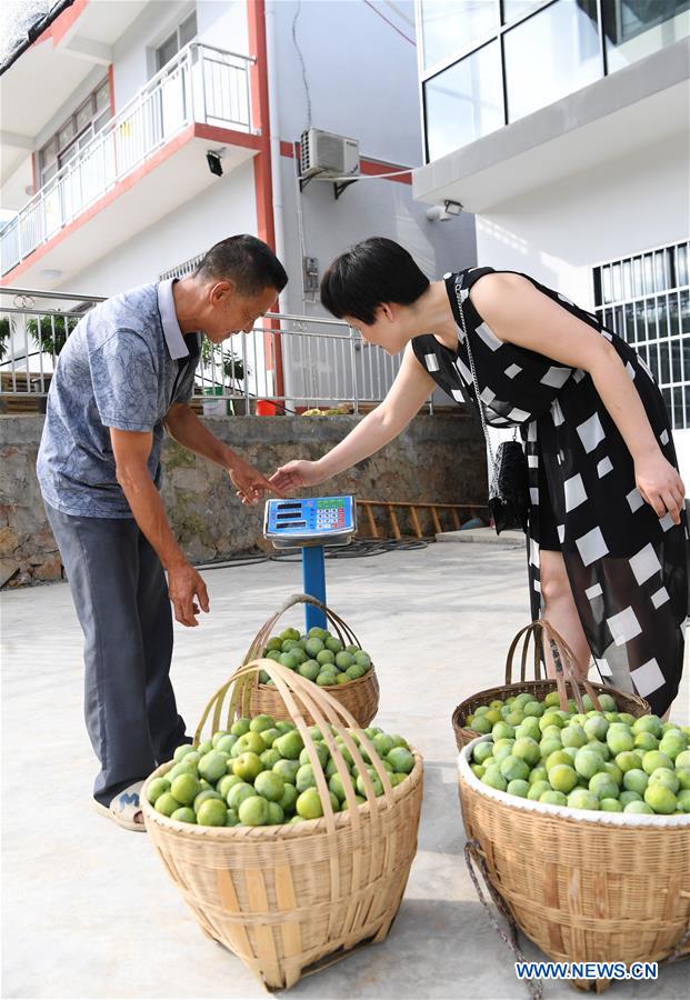 CHINA-CHONGQING-WUSHAN-FARMER-GREEN PLUM (CN)