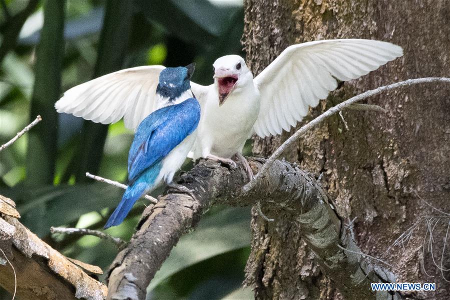 SINGAPORE-NATURE-ALBINO-KINGFISHER