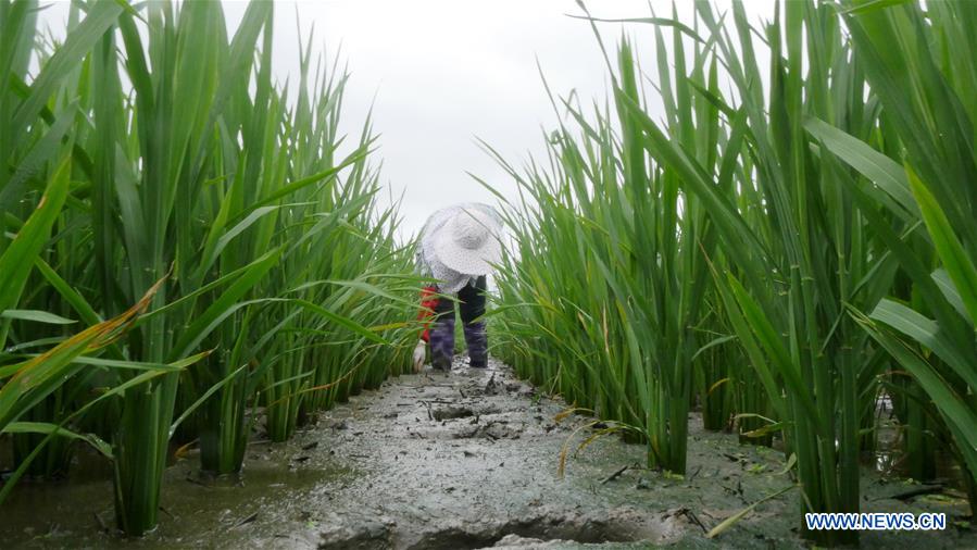 #CHINA-LESSER HEAT-FARMING (CN)