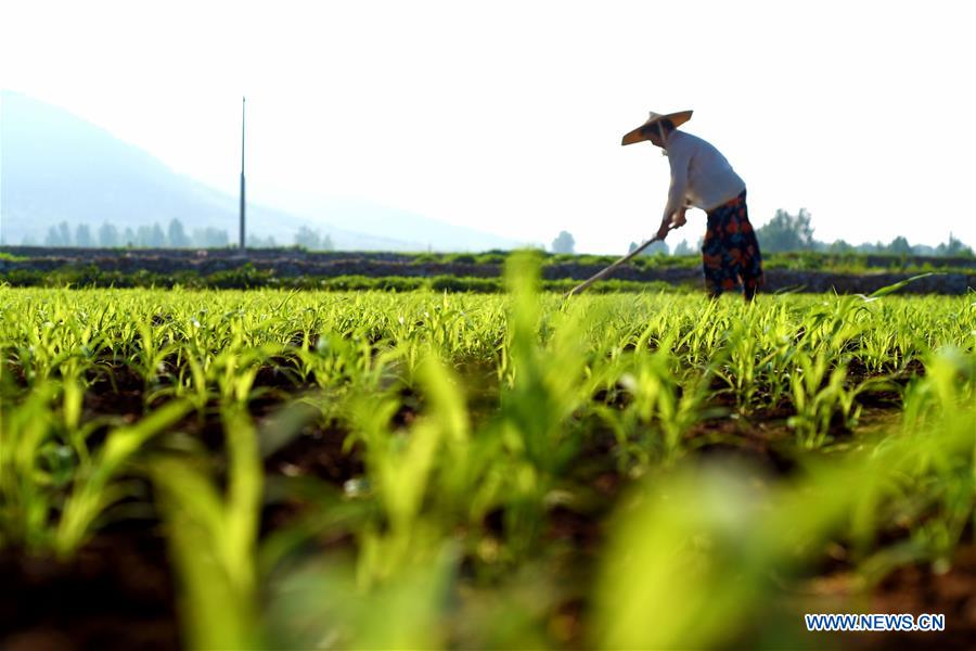 #CHINA-LESSER HEAT-FARMING (CN)